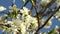 Honey bee on cherry plum flowers. European honey bee Apis mellifera works on a white plum flower in the garden. Blooming