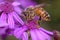 Honey Bee on Cineraria Flower