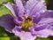 Honey bee on a Clematis flower