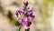 Honey bee collect pollen flying over spring violet flower,nature pollination