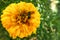 honey bee Collect pollen from marigold flower close up