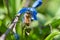 Honey bee collecting nectar on a blue flower. Busy insects from nature. Bee honey