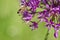 Honey bee collecting nectar in flight on a purple flower. Busy insect. Dynamically