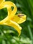 Honey bee collecting nectar in flight on a yellow lily flower. Busy insect