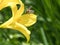 Honey bee collecting nectar in flight on a yellow lily flower. Busy insect