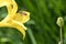 Honey bee collecting nectar in flight on a yellow lily flower. Busy insect