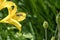 Honey bee collecting nectar in flight on a yellow lily flower. Busy insect