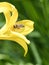 Honey bee collecting nectar in flight on a yellow lily flower. Busy insect