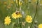 Honey bee collecting nectar on a flower meadow with yellow flowers. Busy insect