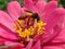 A honey bee collecting nectar of flowers