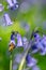 Honey bee collecting nectar pollen from woodland wild bluebell flowers