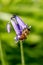 Honey bee collecting nectar pollen from woodland wild bluebell flowers