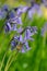 Honey bee collecting nectar pollen from woodland wild bluebell flowers