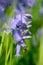 Honey bee collecting nectar pollen from woodland wild bluebell flowers