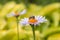 Honey bee collecting nectar from purple daisy flower