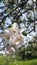 Honey bee is collecting pollen on a beautiful blossoming apple tree