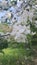 Honey bee is collecting pollen on a beautiful blossoming apple tree