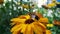 Honey bee collecting pollen from black eyed susan flower having blur background