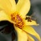 Honey bee collecting pollen from a Dahlia Knockout flower