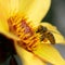 Honey bee collecting pollen from a Dahlia Knockout flower