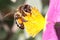 Honey bee collecting pollen on flower