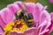 A honey bee collecting pollen and nectar