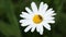 Honey bee collecting pollen on oxeye daisy flower