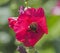 Honey bee collecting pollen on a purple hibiscus flower