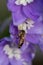 Honey bee collecting pollen on purple larkspur