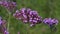 Honey bee collecting pollen on a purple verbena bonariensis flower plant