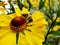 Honey bee collecting pollen on Red sun bride flower, Helenium autumnale. Arnica flower in the garden. wasp.