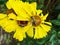 Honey bee collecting pollen on Red sun bride flower, Helenium autumnale. Arnica flower in the garden. wasp.