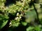 Honey Bee collecting pollen seeking nectar on Clausena Harmandiana blossom