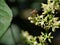 Honey Bee collecting pollen seeking nectar on Clausena Harmandiana blossom