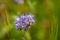 Honey Bee Collecting Pollen In A Sunny Meadow