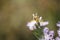 Honey bee collecting pollen from tripolium pannonicum flower. Honeybee sitting in flower pistil. Shallow depth of field.