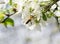 Honey Bee collecting pollen on white cherry blossom tree