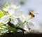 Honey Bee collecting pollen on white cherry blossom tree