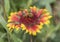 Honey bee collecting pollen on a yellow and red firewheel flower