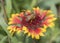 Honey bee collecting pollen on a yellow and red firewheel flower