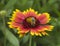 Honey bee collecting pollen on a yellow and red firewheel flower