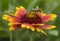 Honey bee collecting pollen on a yellow and red firewheel flower