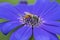Honey Bee collecting pollens from Blue cineraria flower