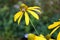 A honey bee collecting pollens on Cutleaf Corn Flower