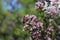 Honey bee collects nectar from oregano flowers