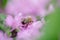 Honey bee collects nectar and pollen from Phlox subulata, creeping phlox, moss phlox, moss pink, or mountain phlox. Honey plant in