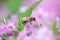 Honey bee collects nectar and pollen from Phlox subulata, creeping phlox, moss phlox, moss pink, or mountain phlox. Honey plant in