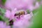 Honey bee collects nectar and pollen from Phlox subulata, creeping phlox, moss phlox, moss pink, or mountain phlox. Honey plant in