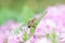 Honey bee collects nectar and pollen from Phlox subulata, creeping phlox, moss phlox, moss pink, or mountain phlox. Honey plant in