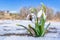 honey bee collects nectar from snowdrops. snowdrops Honey. White snowdrop flower in spring in the forest Close-up